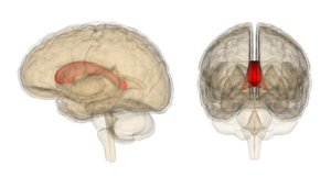 Imagen mostrando el cerebro en corte sagital y corte longitudinal, con el cuerpo calloso marcado en rojo.